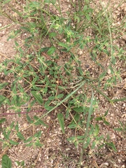 Euphorbia rayturneri