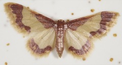 Idaea basinta