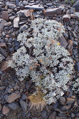 Jacobaea leucophylla