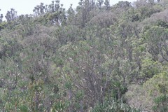 Euphorbia triangularis