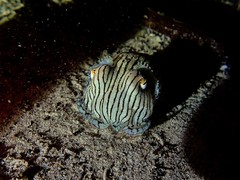 Sepioloidea lineolata