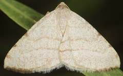 Taeniogramma octolineata