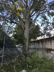 Ailanthus altissima
