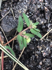 Euphorbia rayturneri