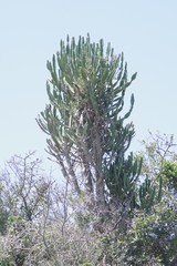 Euphorbia triangularis