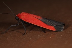 Ptychoglene coccinea