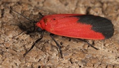 Ptychoglene coccinea
