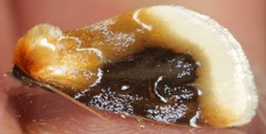 Chrysoecia scira