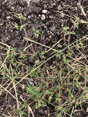 Euphorbia rayturneri