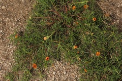 Portulaca suffrutescens
