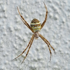 Argiope amoena