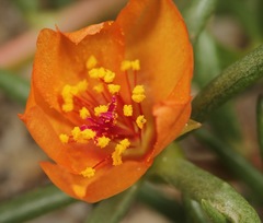 Portulaca suffrutescens