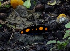 Catonephele numilia esite