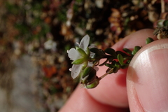 Arenaria biflora