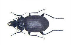 Chlaenius niger