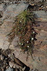 Arenaria biflora