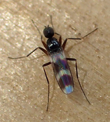 Tachydromiinae