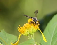 Andrena aliciae