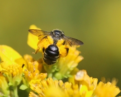 Andrena aliciae