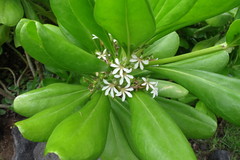 Scaevola taccada taccada