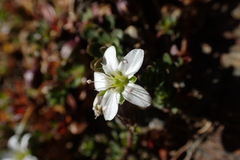 Arenaria biflora