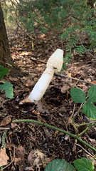 Phallus impudicus