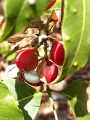 Protium heptaphyllum