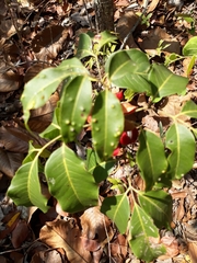 Protium heptaphyllum