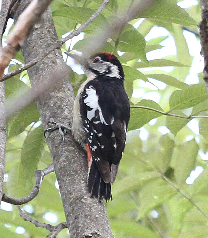 Himalayan Woodpecker photo