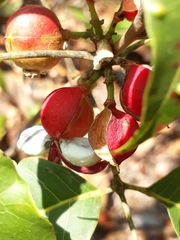 Protium heptaphyllum