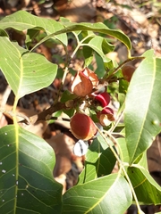 Protium heptaphyllum