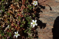 Arenaria biflora