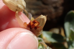 Cerastium pyrenaicum