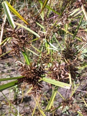 Cyperus flavicomus