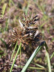 Cyperus flavicomus
