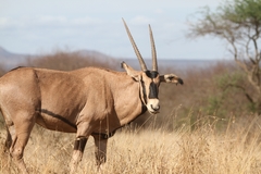 Oryx beisa callotis