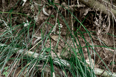 Liriope graminifolia