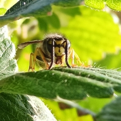 Vespula germanica