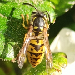 Vespula germanica