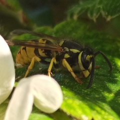 Vespula germanica