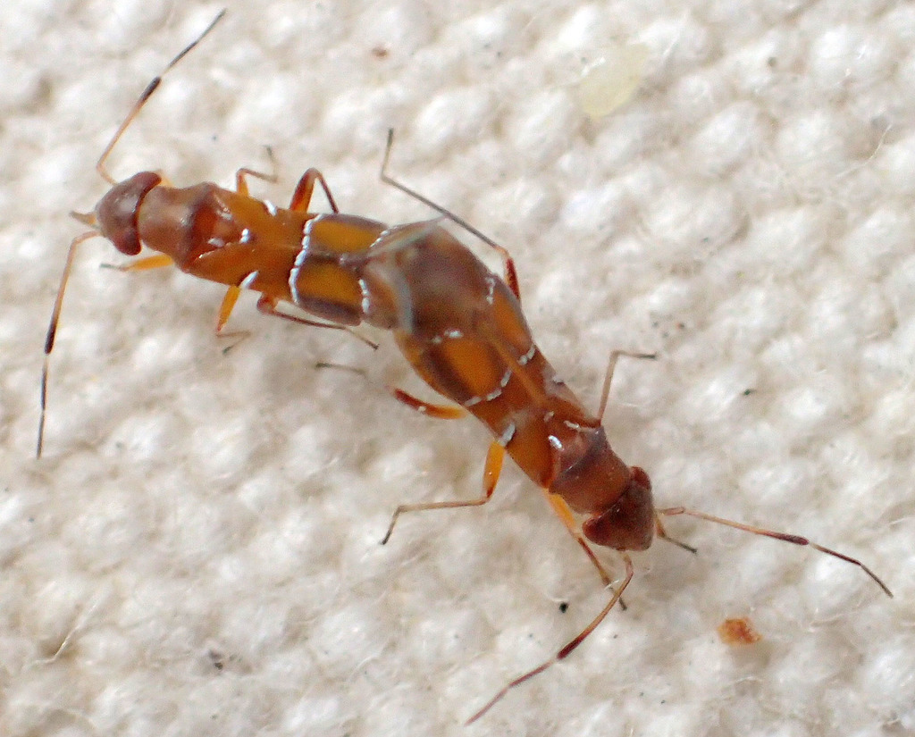 Pilophorus exiguus