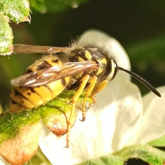 Vespula germanica