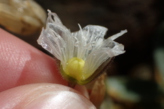 Cerastium pyrenaicum