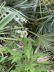 Verbesina virginica image