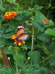 Danaus chrysippus chrysippus