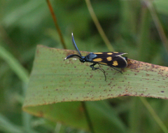 Balataea octomaculata