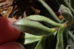 Cerastium pyrenaicum