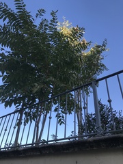 Ailanthus altissima