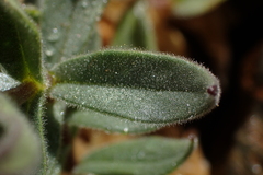 Cerastium pyrenaicum