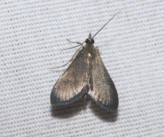 Pyrausta demantrialis